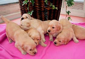 かわいいゴールデンの仔犬たち!