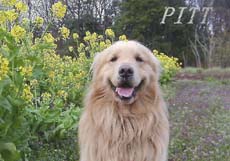 pitt.09.jpg